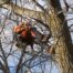 Arboricultura