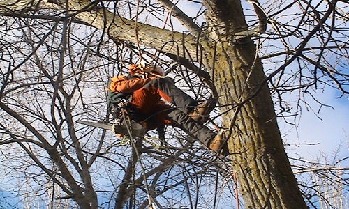Arboricultura